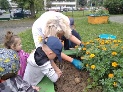 Sklizeň brambor a cibule